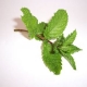 Mint.jpg