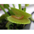 Venus_flytrap.jpg