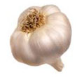 garlic.jpg
