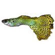 guppy.jpg