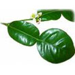 kaffir_lime_leaf.jpg