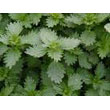 nettles.jpg