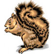 squirrel.jpg